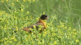 Video of Black-headed Bunting - Black-headed Bunting in very hot summer with water